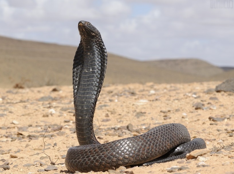 Cobra Wikipedia